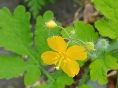 Chelidonium asiaticum