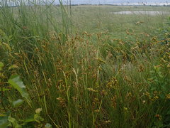 Carex scoparia image