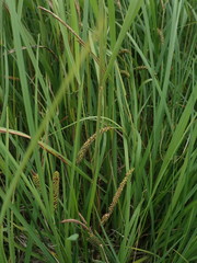 Carex vacillans