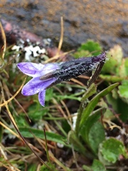 Campanula uniflora