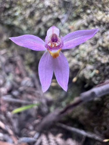 Image of Caladenia alata by (c) Ramit Singal, some rights reserved (CC BY)