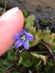 Campanula uniflora