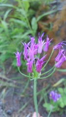 Allium brevistylum