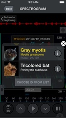 Myotis grisescens