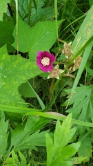 Rubus odoratus odoratus