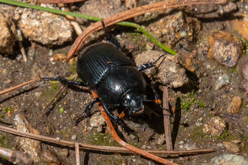 Onthotrupes pecki
