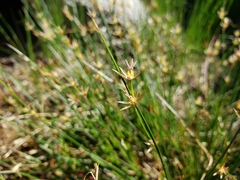 Juncus parryi