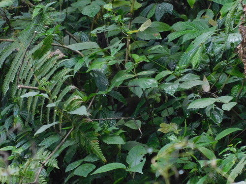 Javan Tesia (Tesia superciliaris), photo 10