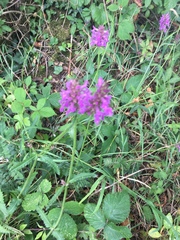 Betonica officinalis