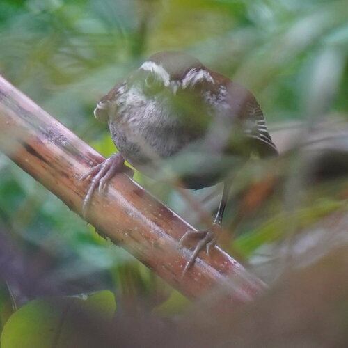 Timberline Wren (Thryorchilus browni), photo 7