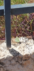 Aphrissa boisduvalii