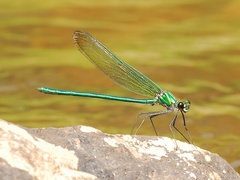 Calopteryx angustipennis