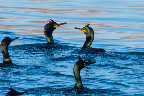 European Shag