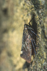 Penthicodes pulchellus