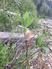 Salix pseudomyrsinites
