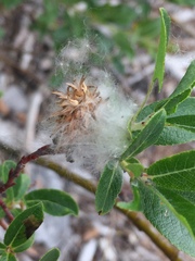 Salix pseudomyrsinites