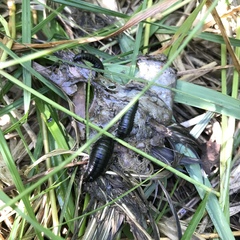 Necrophila americana