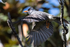 Mauritius Bulbul photo 1