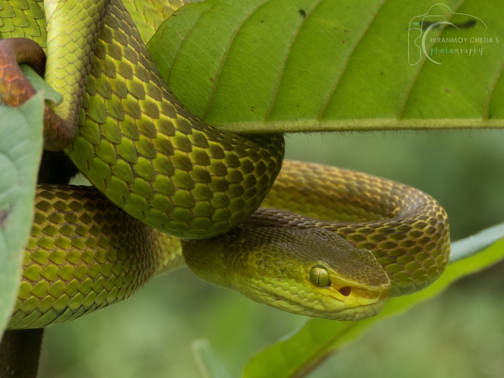 Bamboo Pitviper