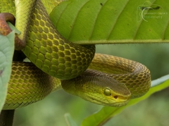 Trimeresurus salazar