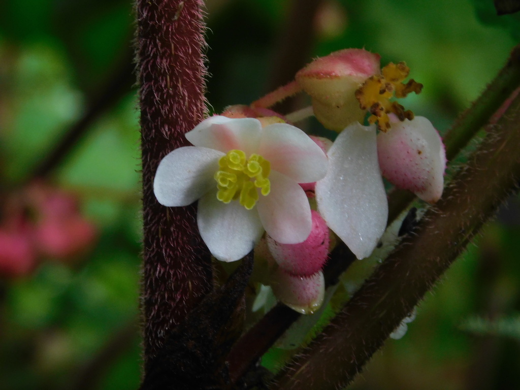 Begonia multangula; photograph Ganjar Cahyadi, CC BY, iNaturalist via GBIF