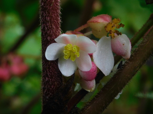Begonia multangula