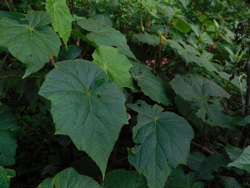 Begonia multangula, photograph 1