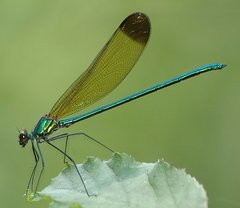 Calopteryx dimidiata