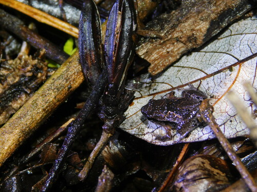 Palmated Chorus Frog, Microhyla palmipes