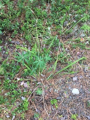 Piptatheropsis pungens