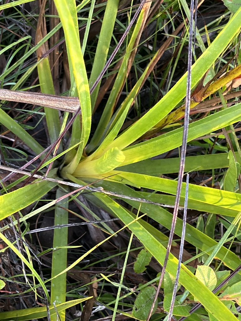 Navia reflexa