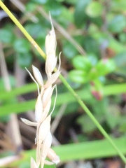 Piptatheropsis pungens