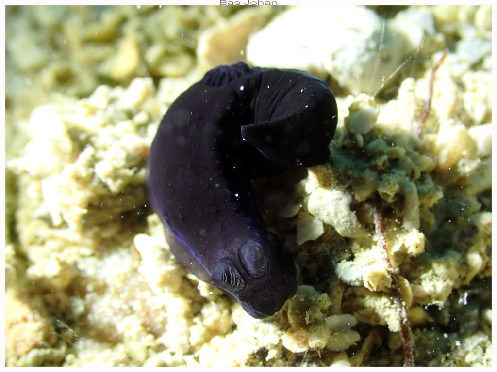 Gymnodoris boussionae