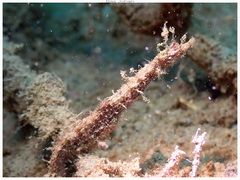 Dwarf Pipehorse photo 4