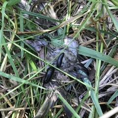 Necrophila americana