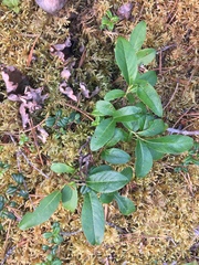 Salix myrtillifolia