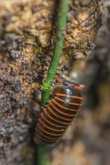 Cryxus ovalis