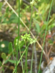 Carex tenuiflora