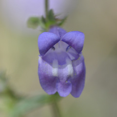 Saccanthera