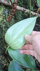 Peperomia maculosa, photograph (c) Shaan Aroeste, some rights reserved (CC BY)