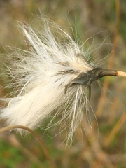 Eriophorum brachyantherum
