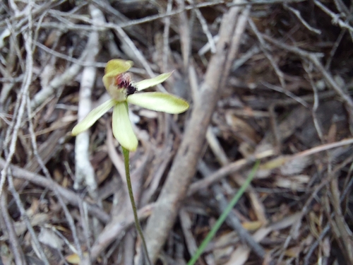 Image of Caladenia transitoria by (c) Brendan Costello, some rights reserved (CC BY)