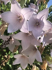 Platycodon grandiflorus