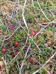 Vaccinium microcarpum