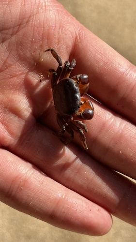 Cyclograpsus henshawi observed 2024-07-15