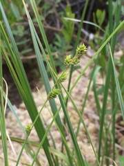 Carex canescens