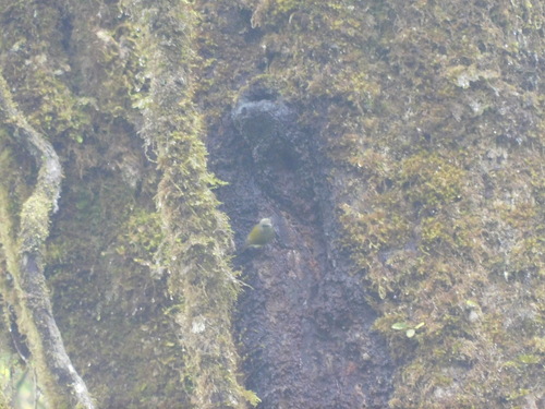 Javan Heleia (Heleia javanica), photo 8