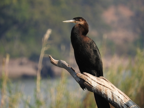 Anhinga rufa