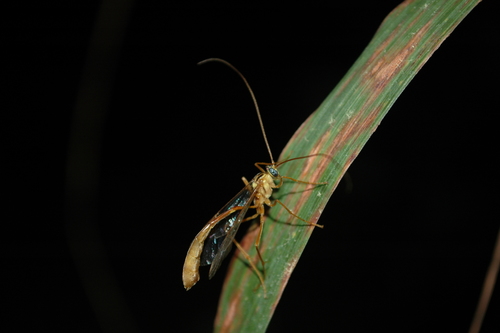 Enicospilus masneri