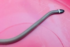 Tantilla